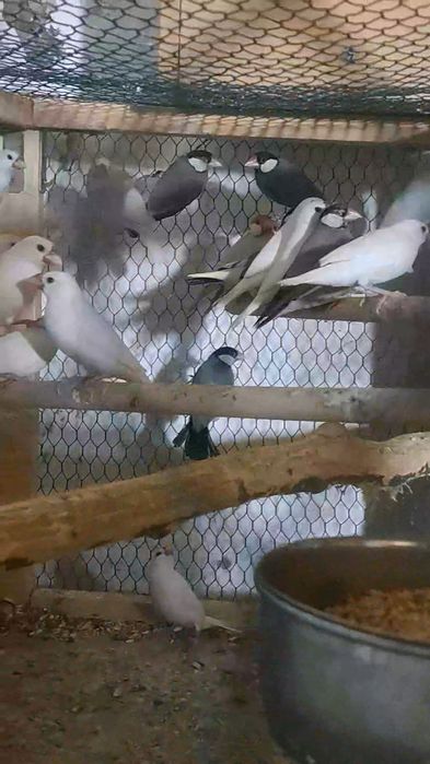 Papagali  diferite varietăți