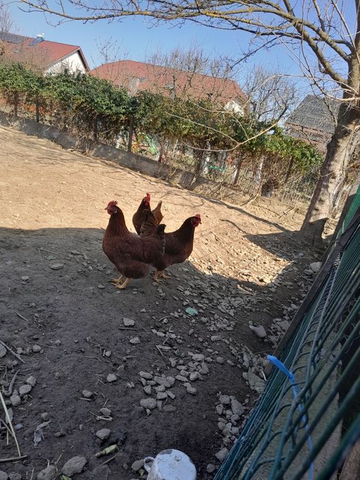 Oua de găină 1,50lei