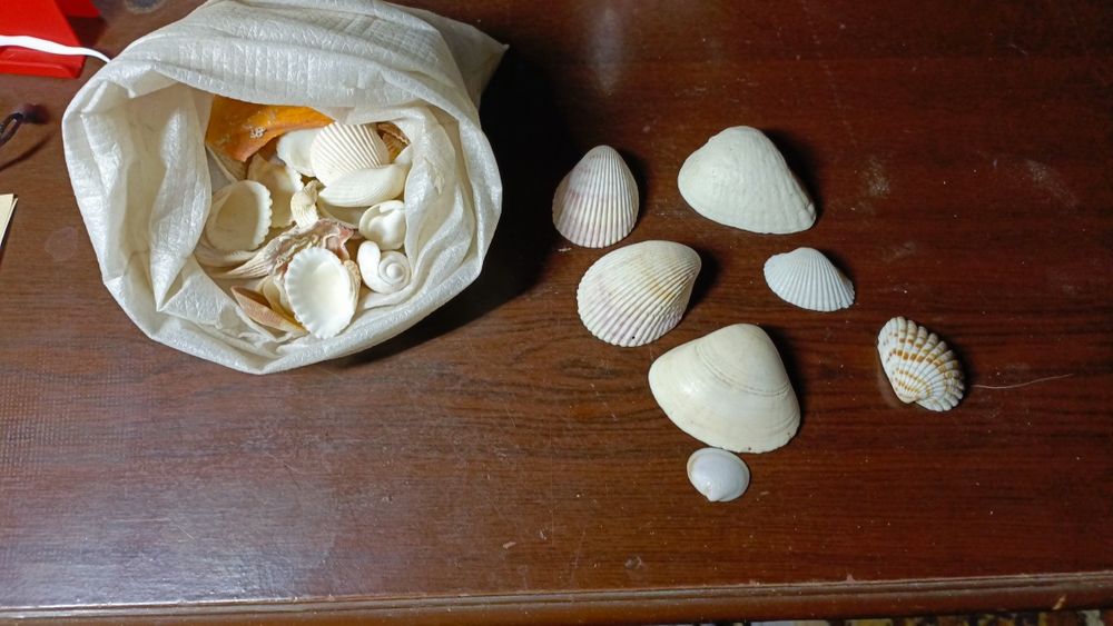 Продам ракушки для аквариума