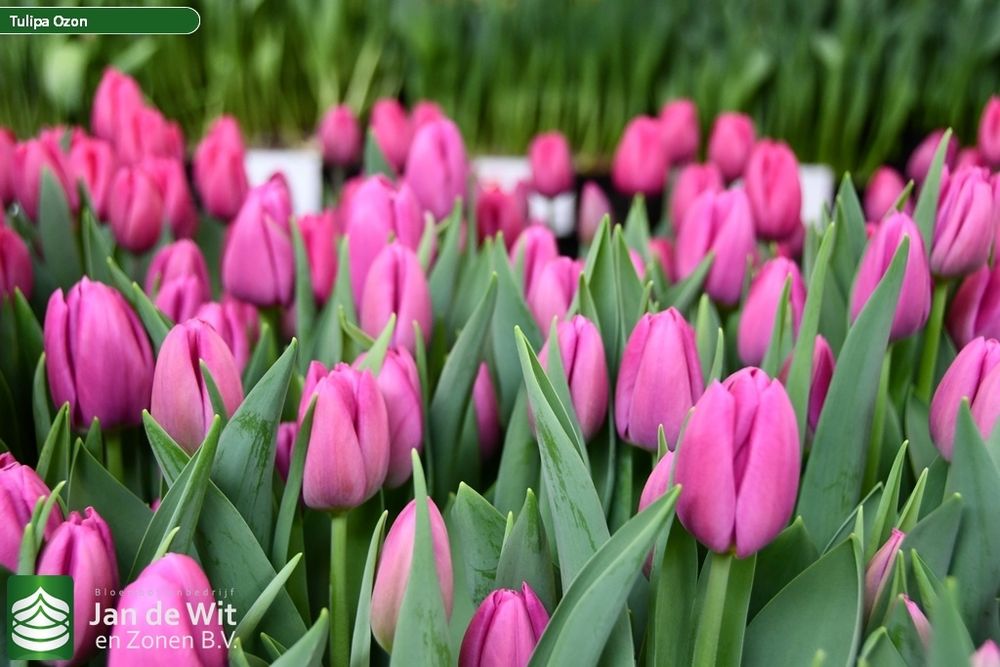 Тюльпаны оптом и оптом