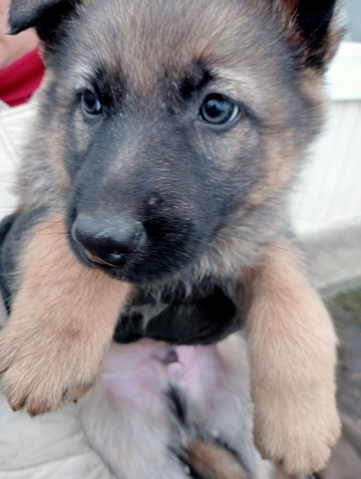 Продам щенков овчарки