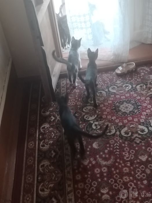 Хадяга берамиз. Домашние кошки.Отдам в харошие добрые руки!