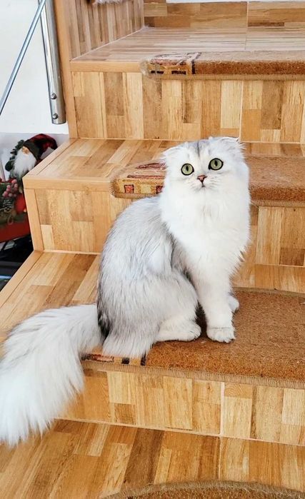 Fetiță Scottish Fold Longhair – pedigree