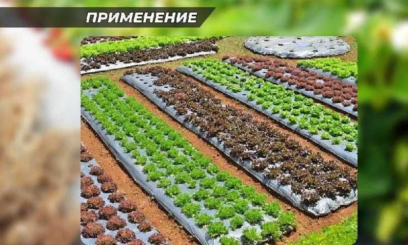 Мульчирующая (клубничная) пленка ХозАгро с перфорацией