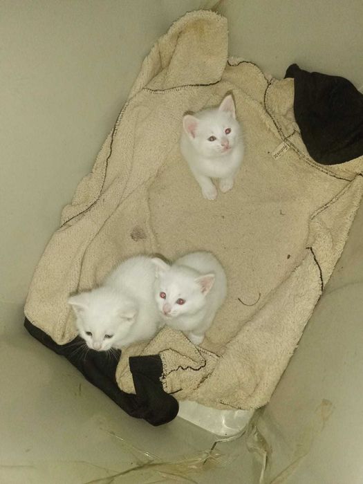 Котята чисто  белый и черый трех свет