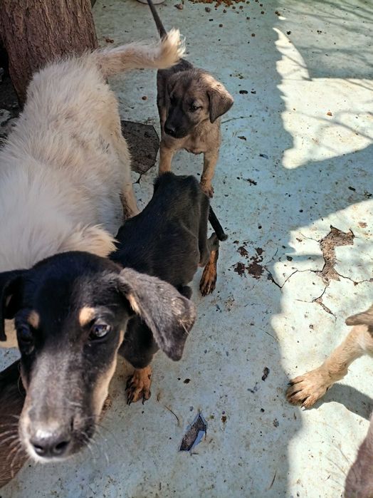 Щенки разных возрастов