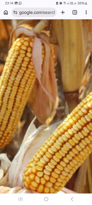 Жугеры собыгымен сатылады капталган