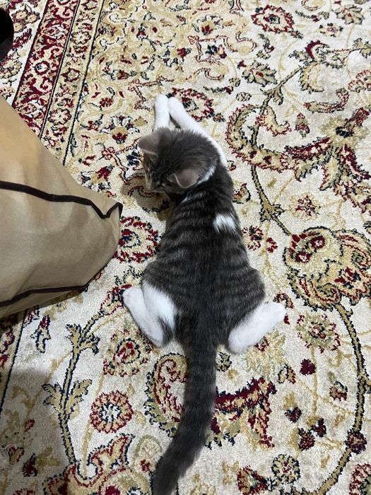 Отдам в добрые руки