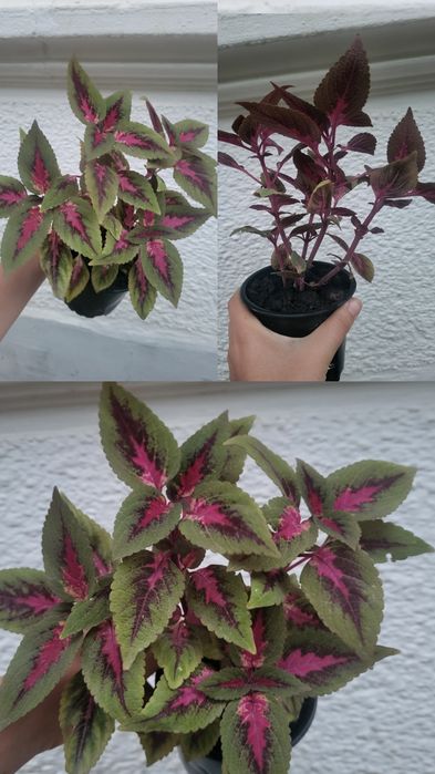 Coleus sau urzicuță