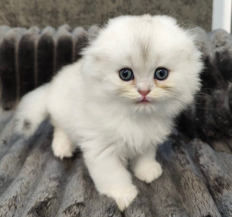 Puiuț Scottish Fold alb superb