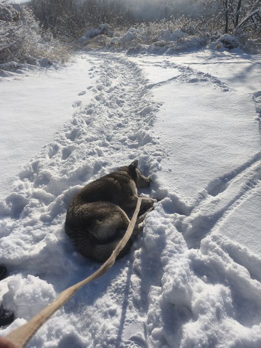 Хаска кобель очень послушный