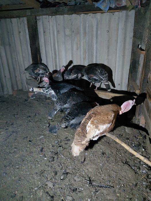 Инкубационные Индюшиные яйца