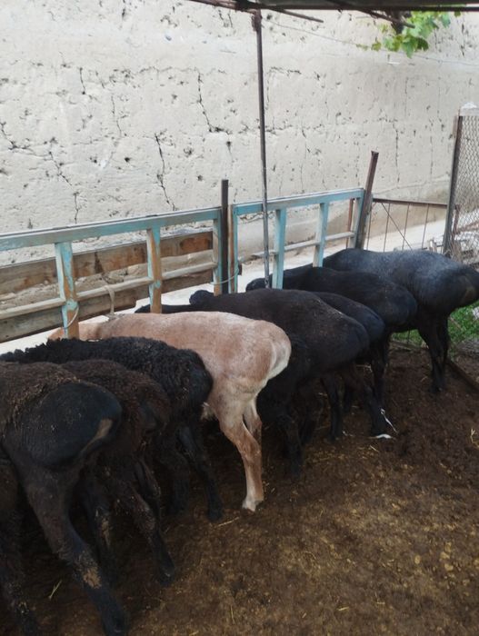 Qurbonlika quy quchqor qidirib yurganlarga