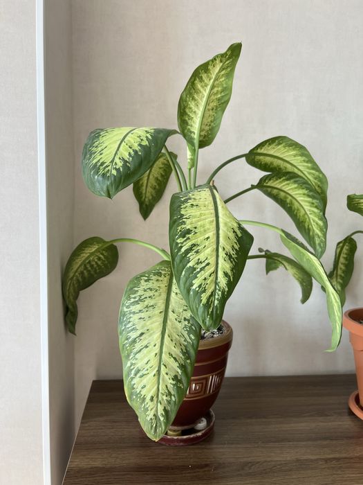 Продам комнатные цветы недорого