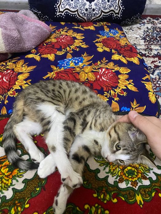 Mushuk tekinga bervoramiz