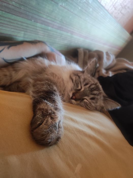 Отдам Кошку в Добрые Руки