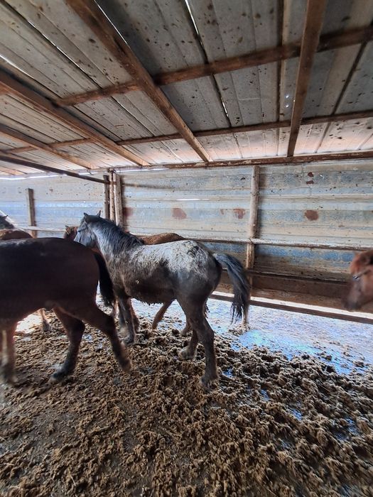 Жирные лошади 20 голов