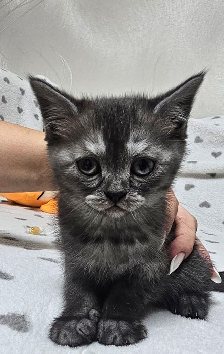 Вислоухие котята