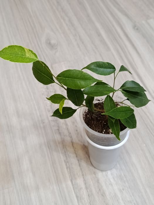 Продам домашние растения