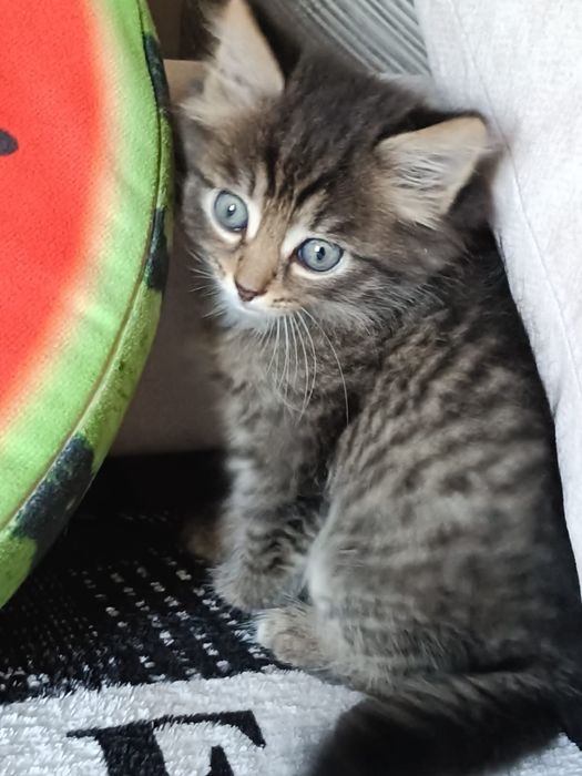Отдам котят ! Две девочки и мальчик
