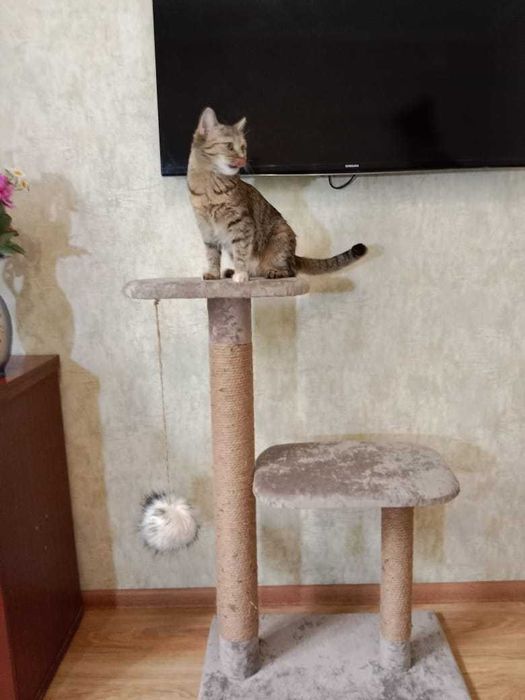 когте точка для  Кошек и  котов