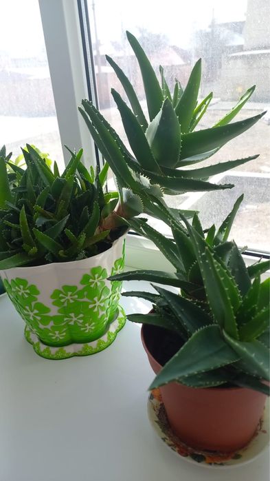 алое вера гулдери сатылады