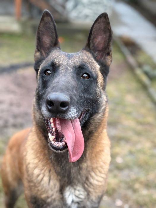 Femela ciobănesc belgian Malinois