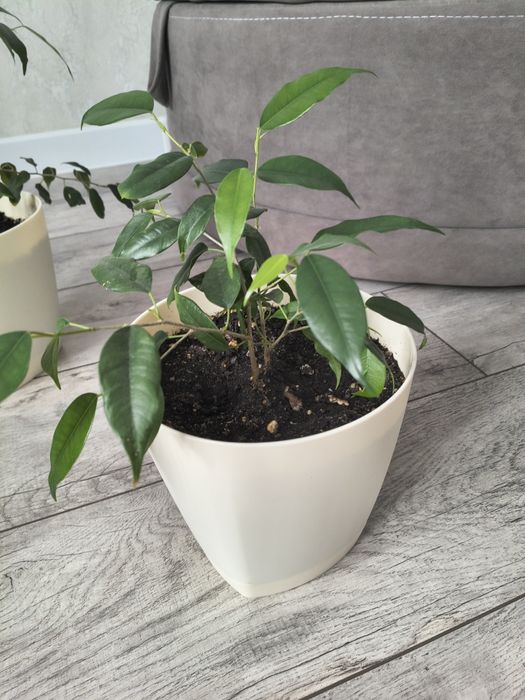 Цветы комнатные фикус