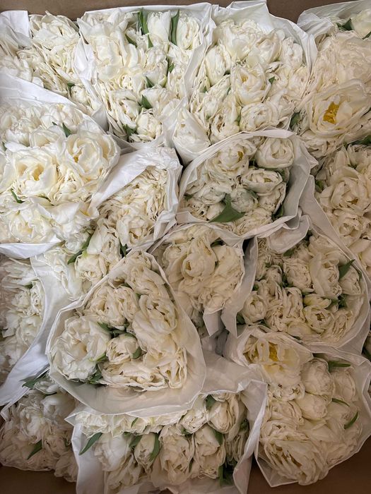 Местные тюльпаны оптом