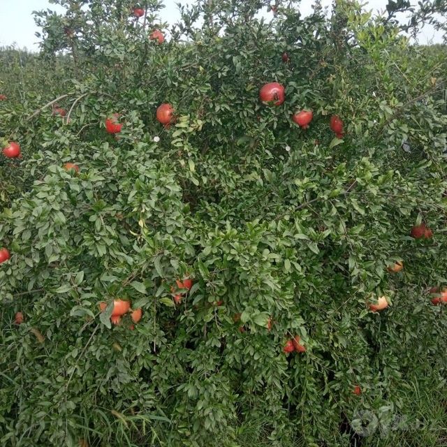 Кучатлар, серхосл. 100 % гарантия.