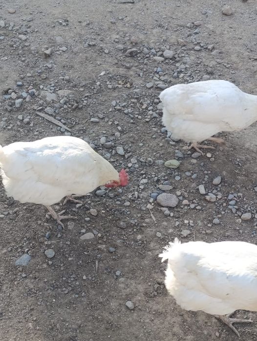 Продаю белых кур несушек "Соня"