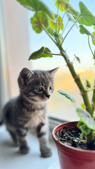 продается котенок + лоток+посуда для еды