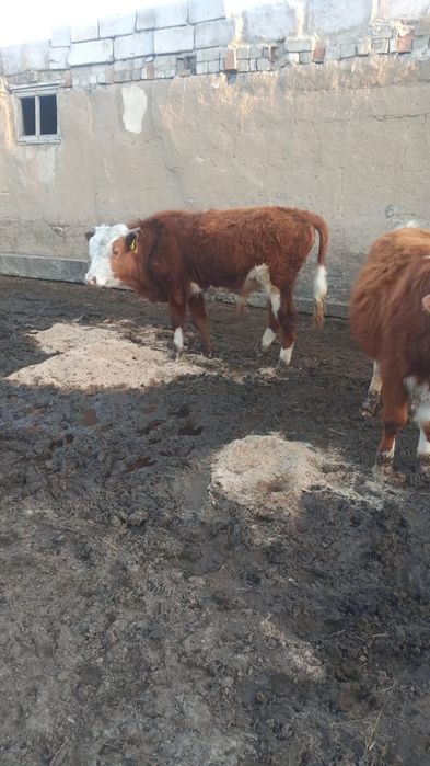 1.5 жасар торпакьар сатамын