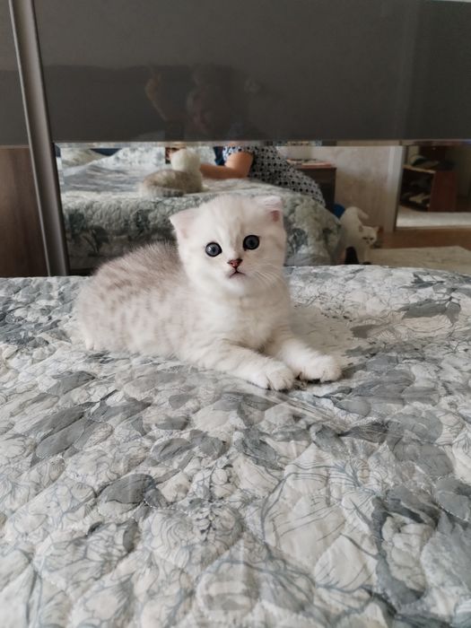 Продаётся котёнок шиншилы серебряной