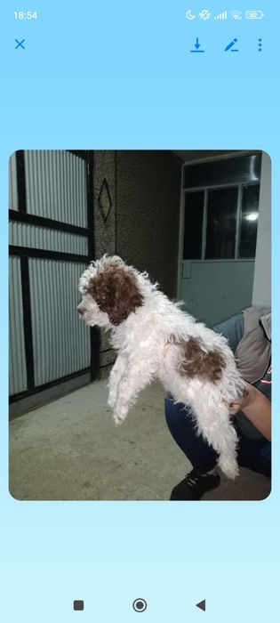 3 мъжки логото на