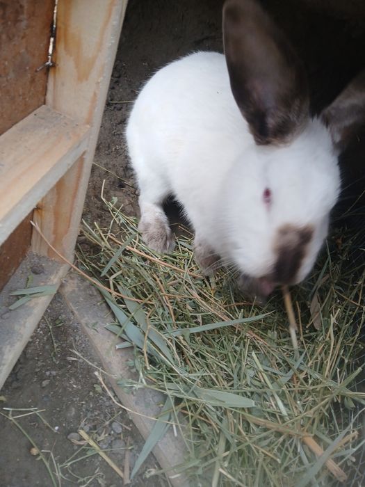 Quyonlar sotiladi 2 ta moda   1 ta nar modalar bo'g'oz narxi 300 ming.