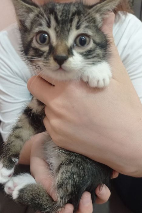 Кошка породистая