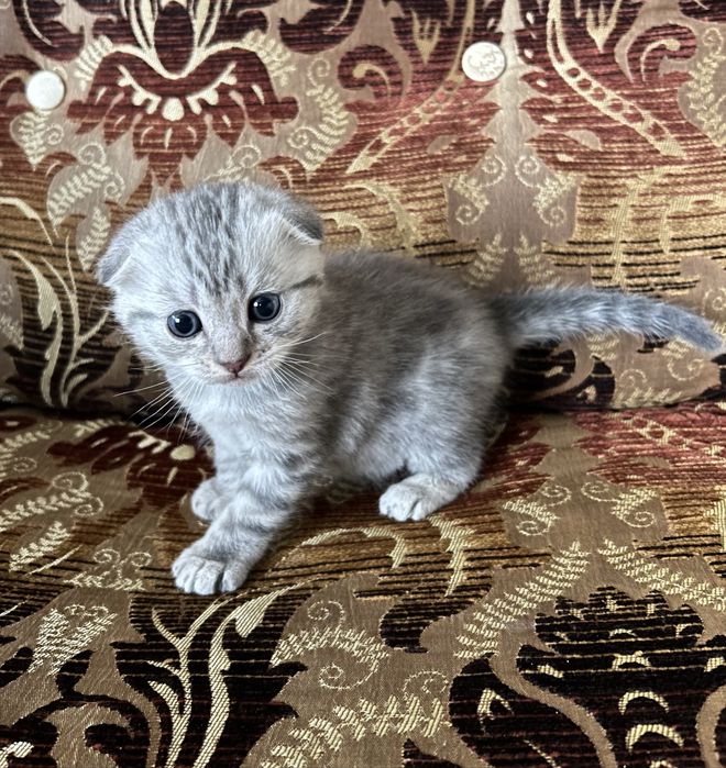 Шотландский  Котенок  Мальчик
