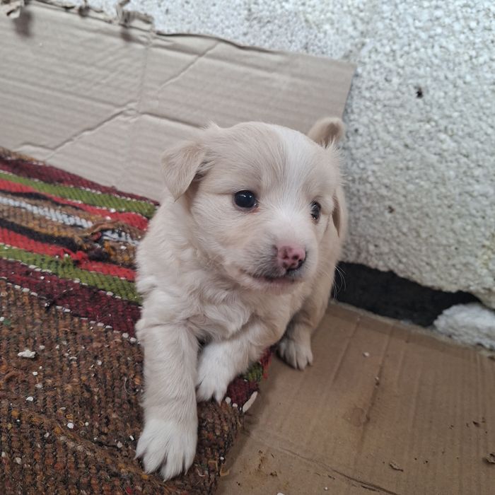 Сладки малки кученца