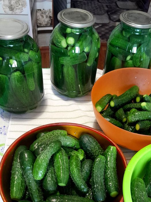 Огурцы консервированные. Дачные.