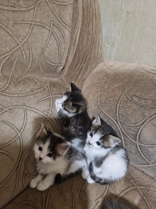 Продаю котят мейнкунов