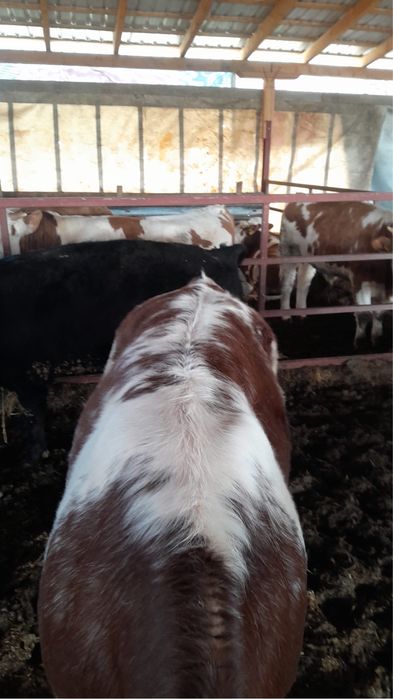 Vitei belgieni si angus