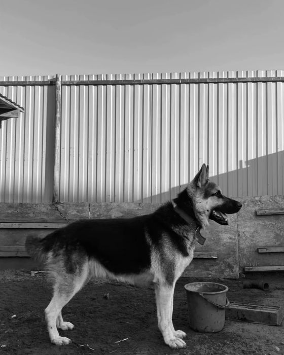 Европиский овчарка чискровь