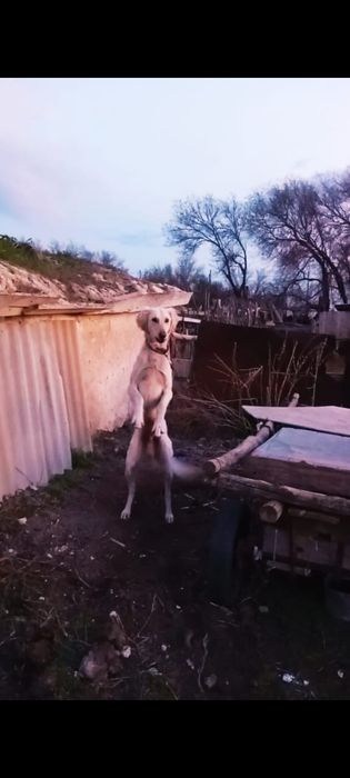 Тазылар сатылады.