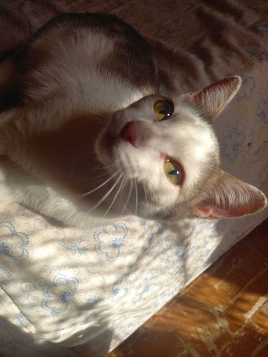 Отдам котенка девочка