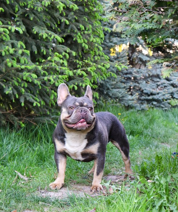 Вязка французский бульдог