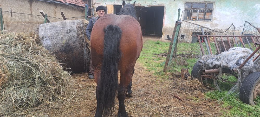 iapă de 6 ani forte cuminte