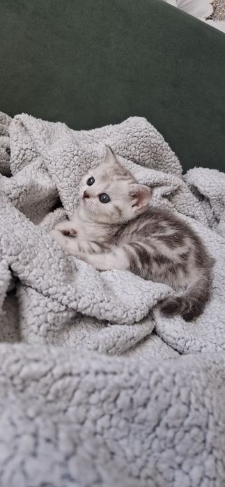 Девочка шотландская скоттиш страйт