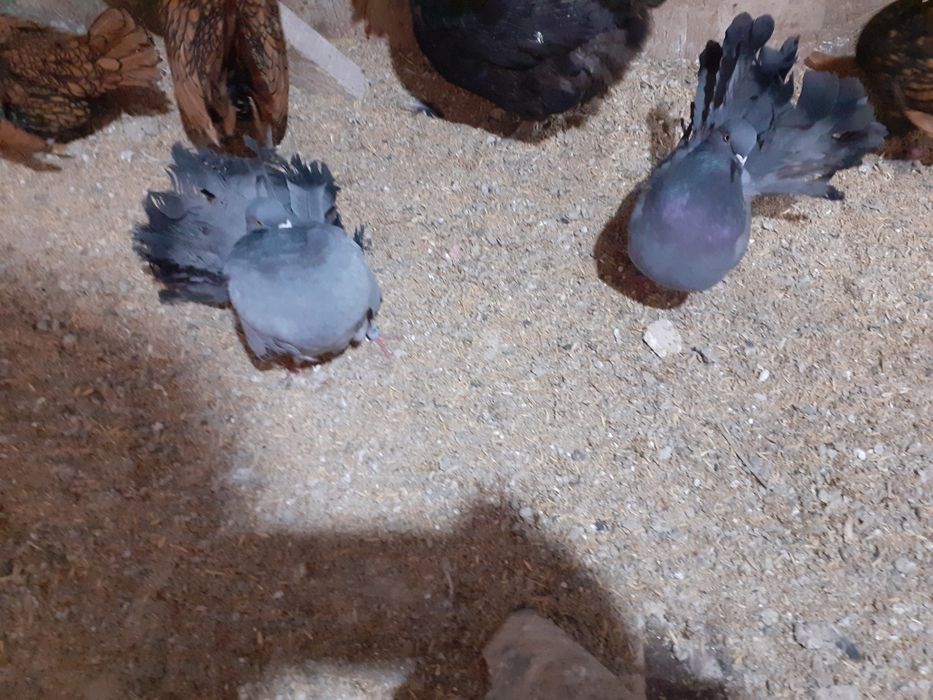 Vând mai multe rase de porumbei de ornament