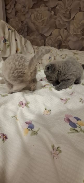 Шотландские котята